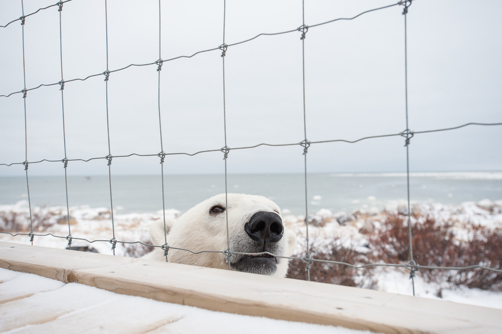 Polar Bear and Fence, Seal River, Manitoba, Canada