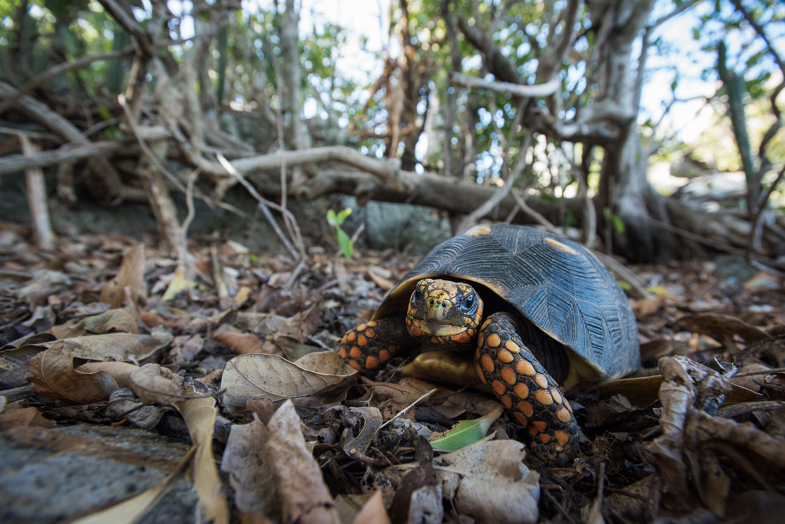 Red-Footed Tortoise, Saint Barthelemy