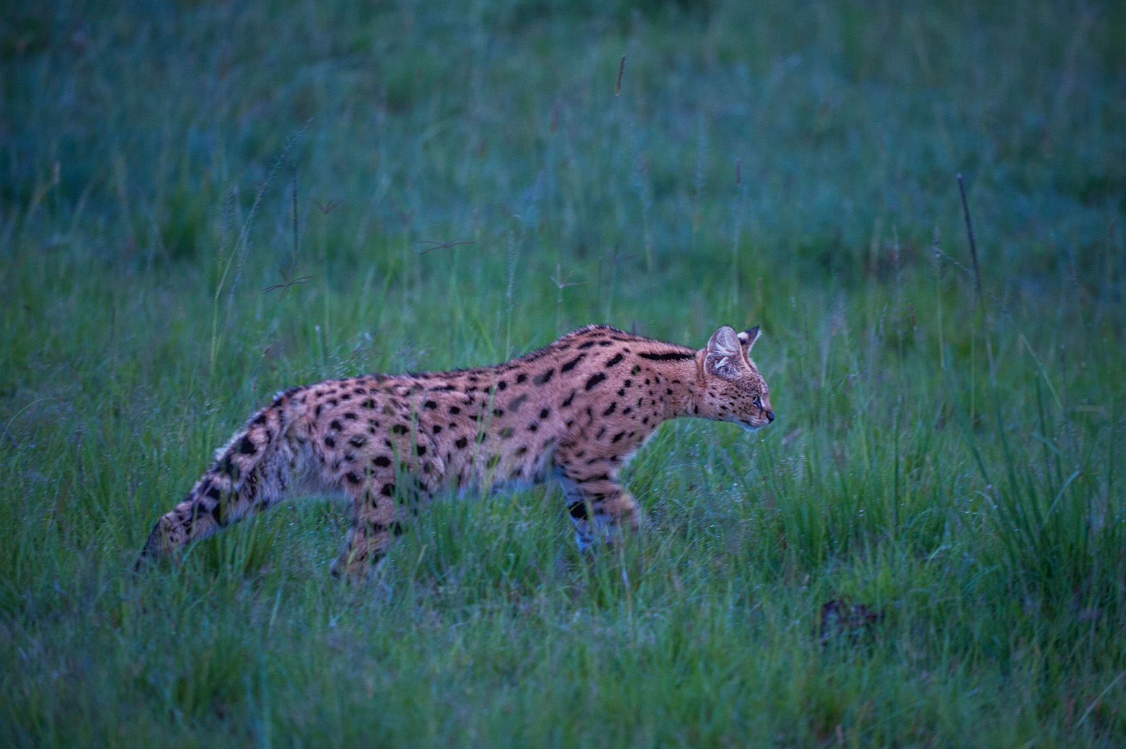 Serval, Masai Mara, Kenya