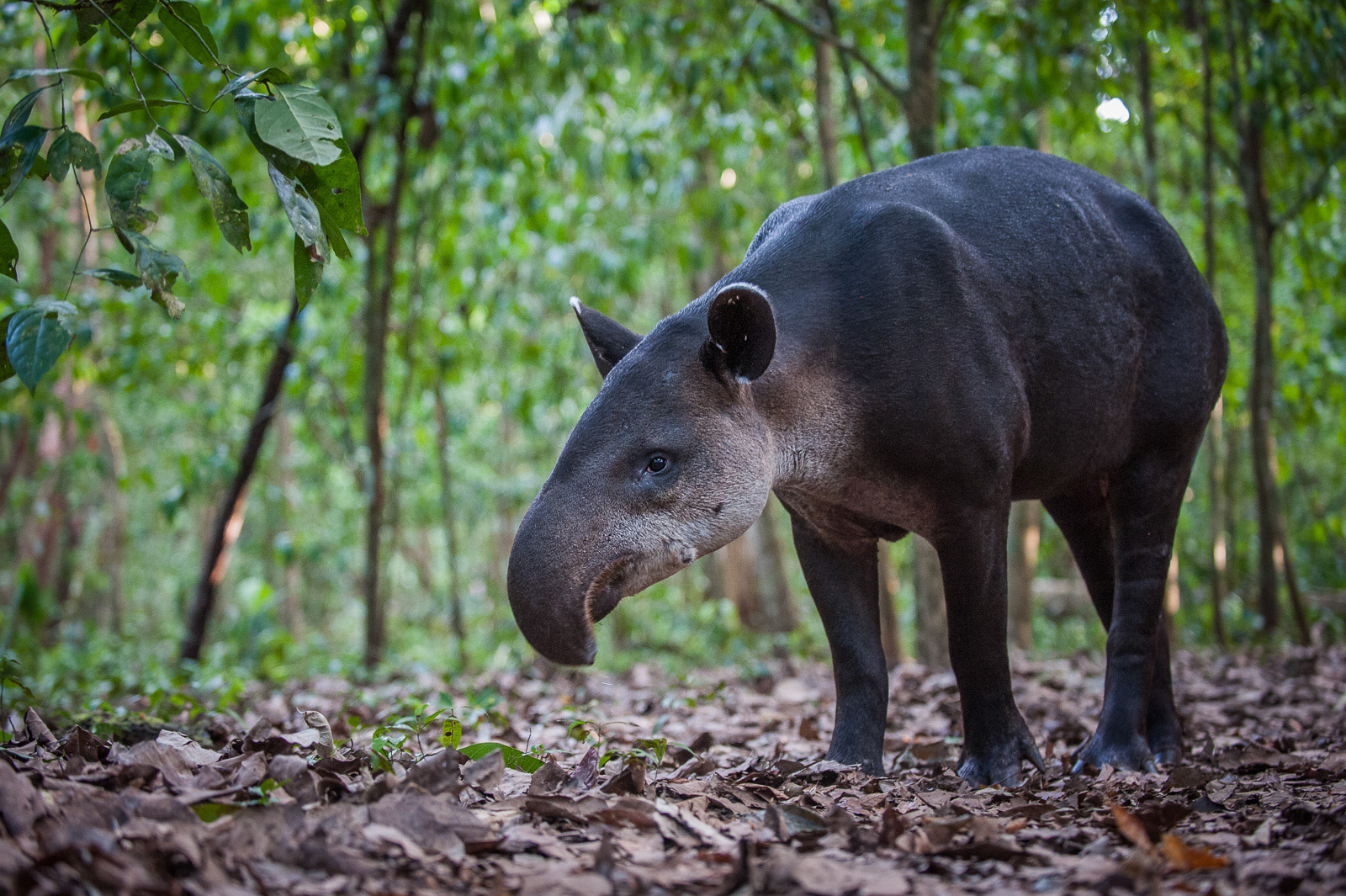 Baird's Tapir, Corcovado National Park, Costa Rica