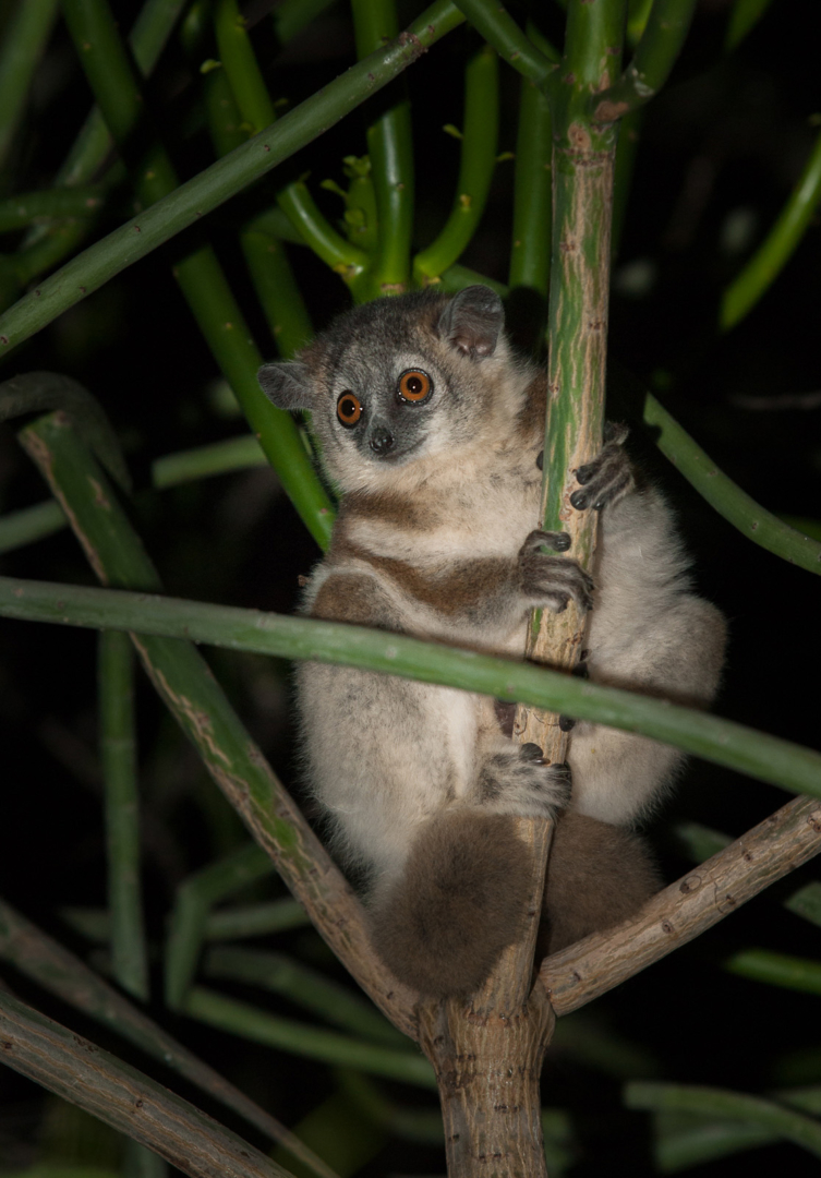 White Footed Sportive Lemur, Berenty Private Reserve, Madagascar