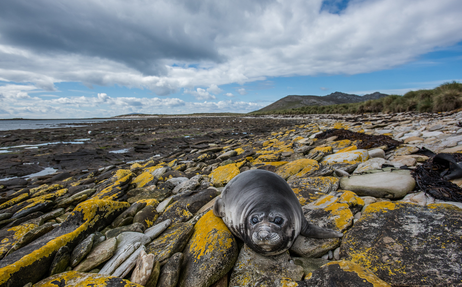 Southern Elephant Seal, Carcass Island, Falkland Islands