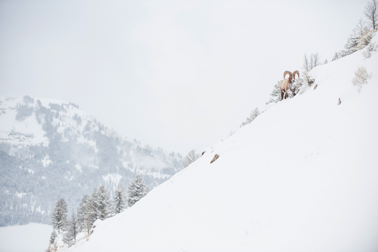Bighorn Ram, Yellowstone National Park, Wyoming