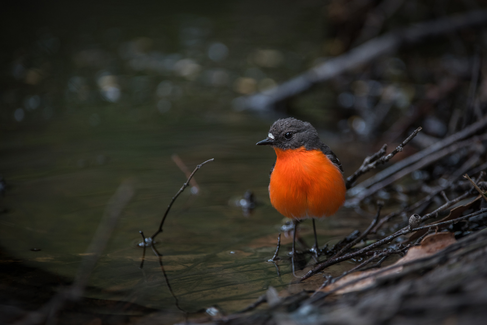 Flame Robin, Bruny Island, Tasmania, Australia
