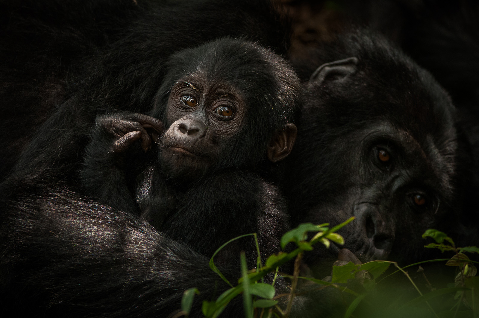 Gorilla Mother and Baby, Bwindi Impenetrable Forest, Uganda