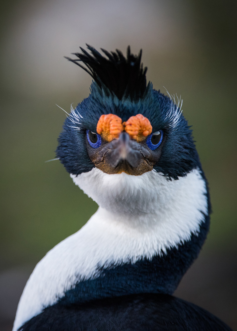 Imperial Cormorant Portrait, Saunders Island, Falkland Islands