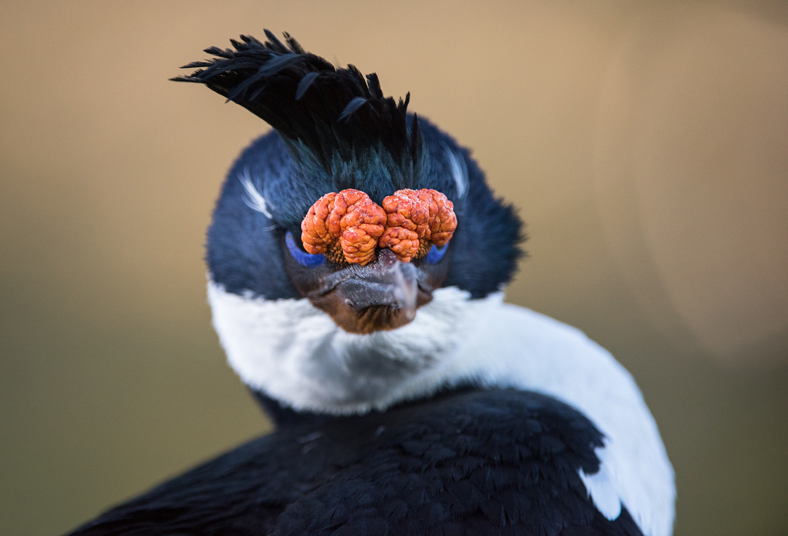 Imperial Shag Nasal Knobs, Saunders Island, Falkland Islands