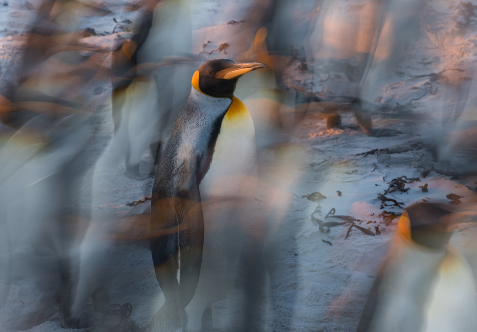 King Penguin Blur, Volunteer Point, Falkland Islands