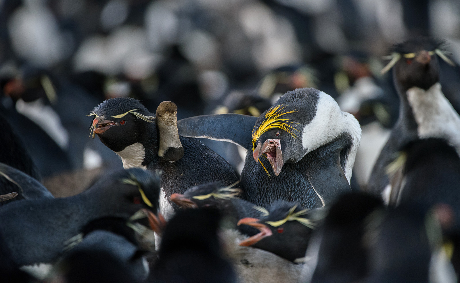 Macaroni Penguin, Saunders Island, Falkland Islands