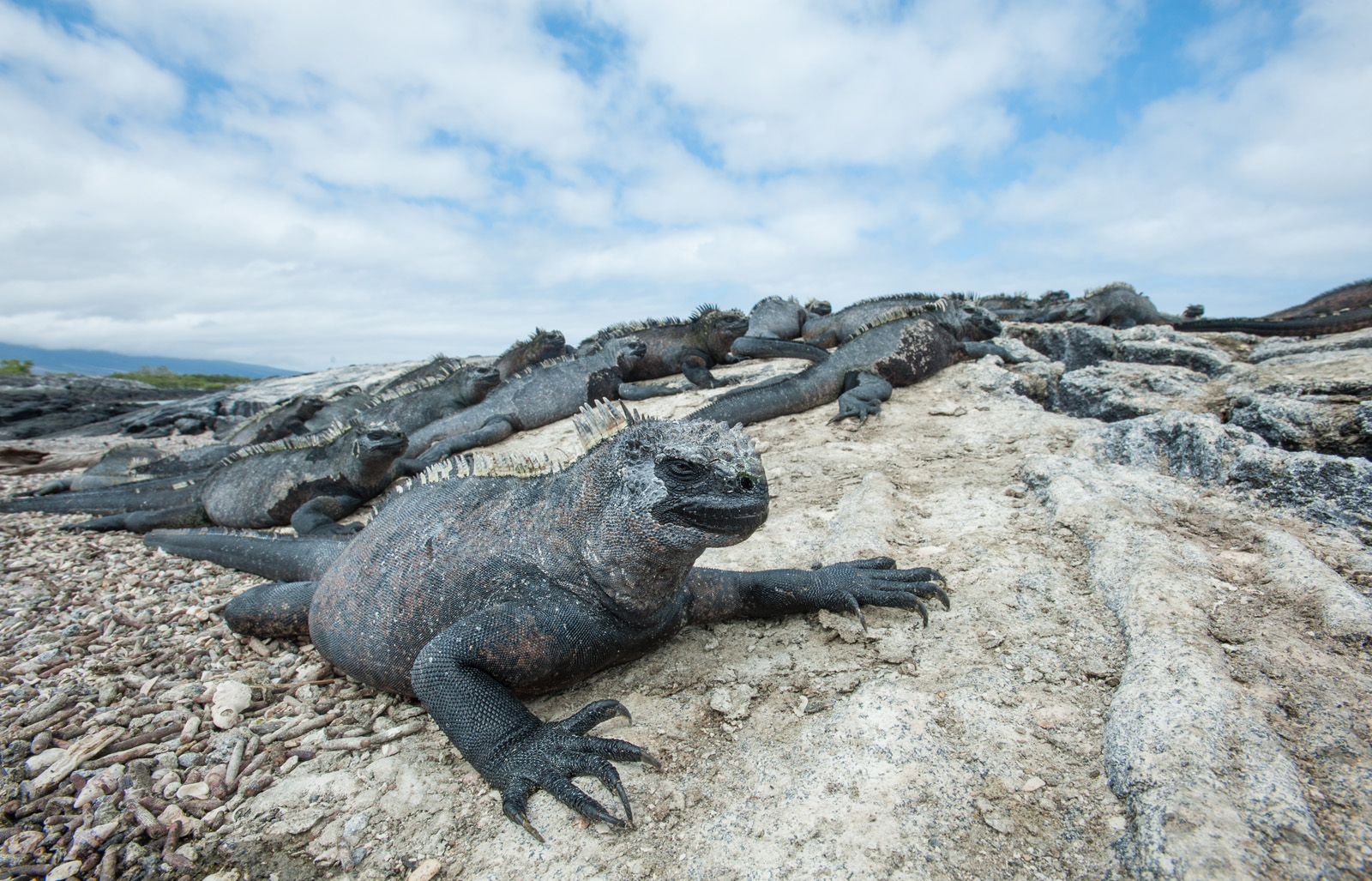 Marine Iguanas, Fernandina Island, Galapagos Islands, Ecuador