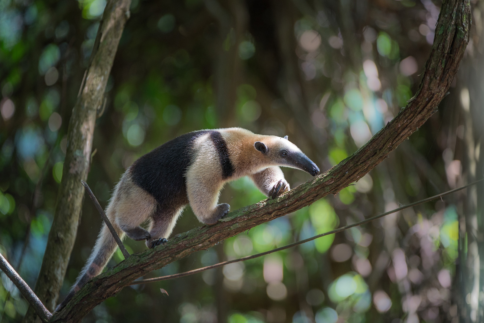Northern Tamandua, Corcovado National Park, Costa Rica