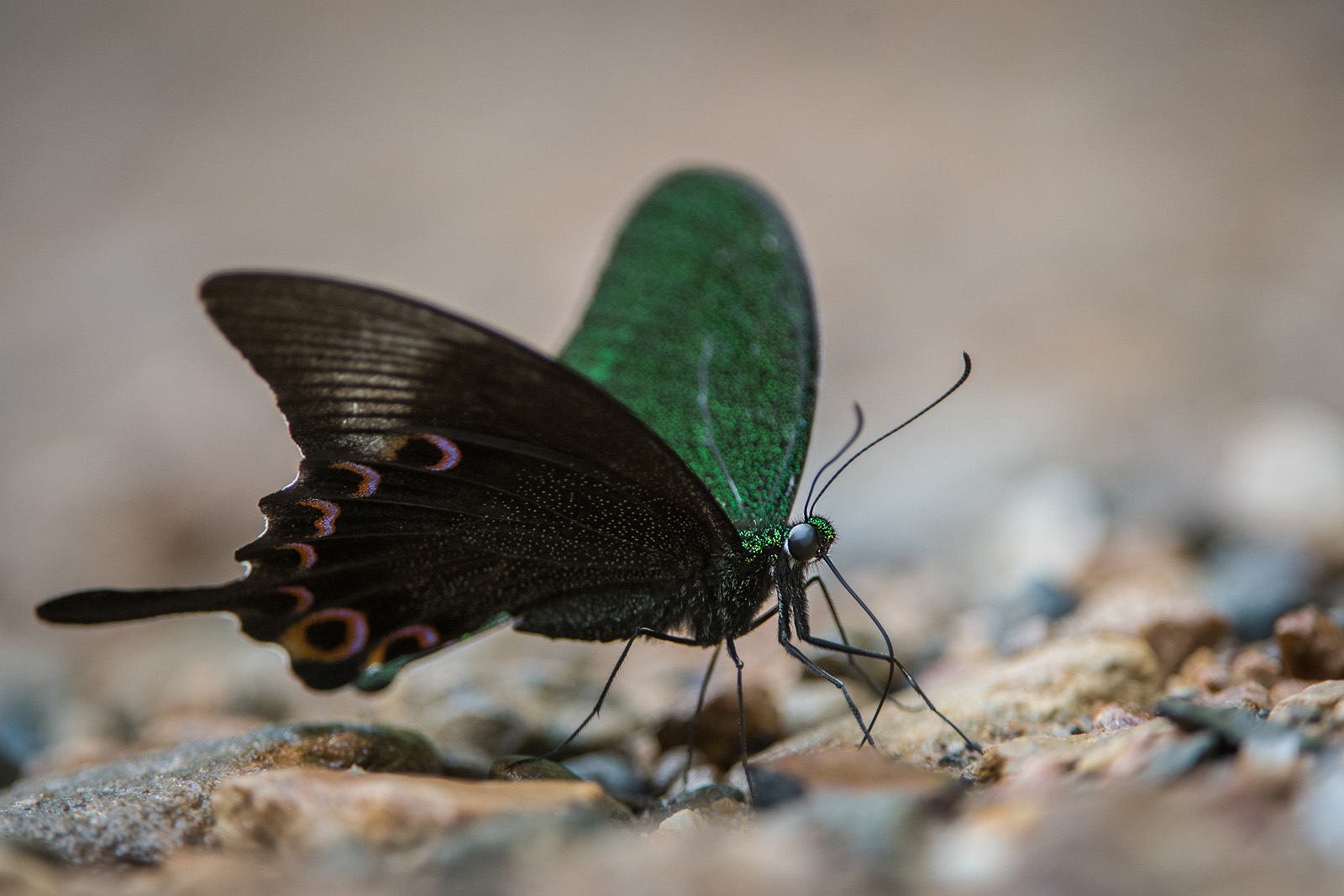 Paris Peacock Butterfly, Kaeng Krachan National Park, Thailand