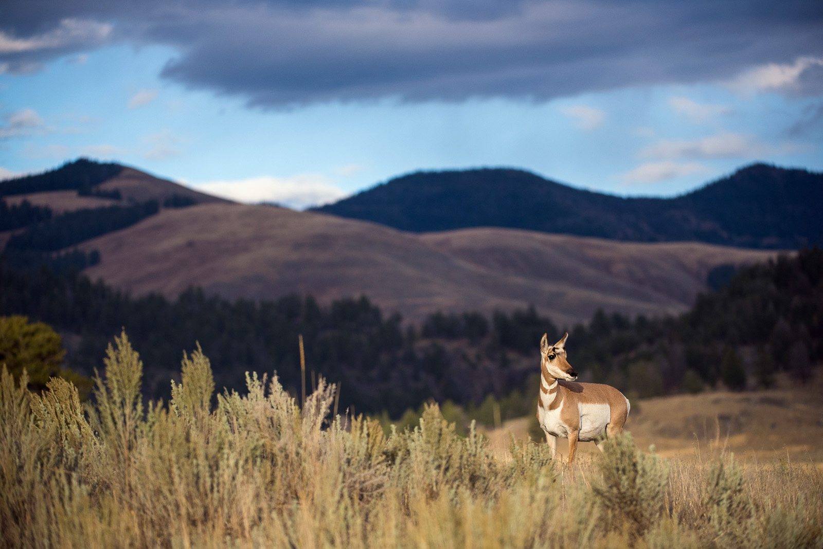 Pronghorn, Yellowstone National Park, Wyoming