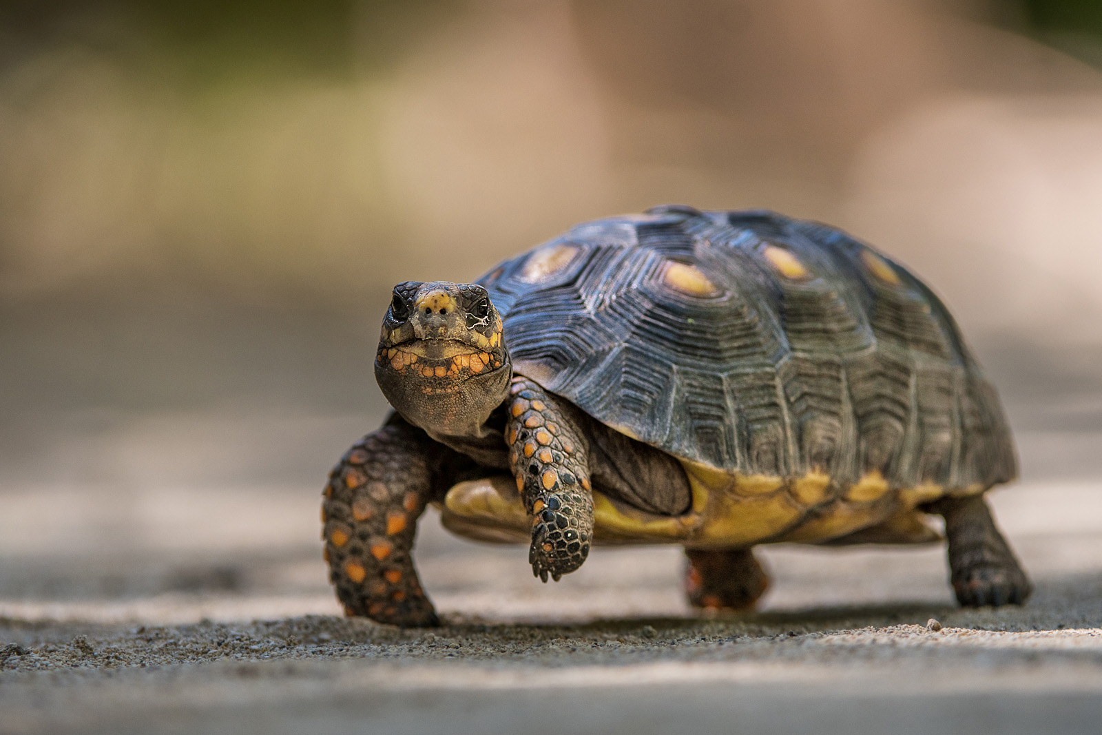 Red-Footed Tortoise, Saint Barthelemy