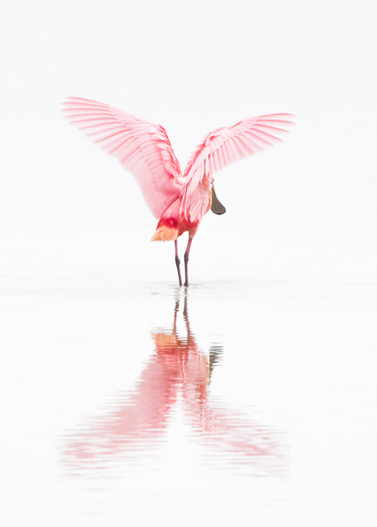 Roseate Spoonbill, Ding Darling National Wildlife Refuge, Sanibel Island, Florida