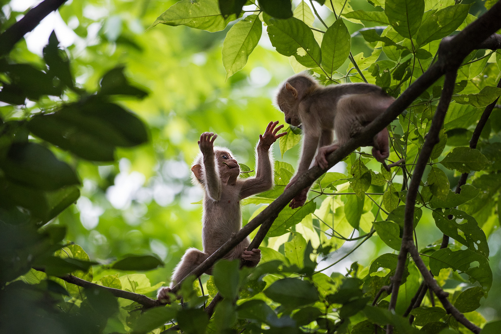 Stump Tailed Macaques, Malay Peninsula, Thailand