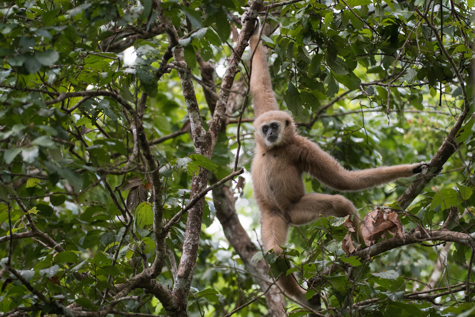 White-Handed Gibbon, Kaeng Krachan National Park, Thailand