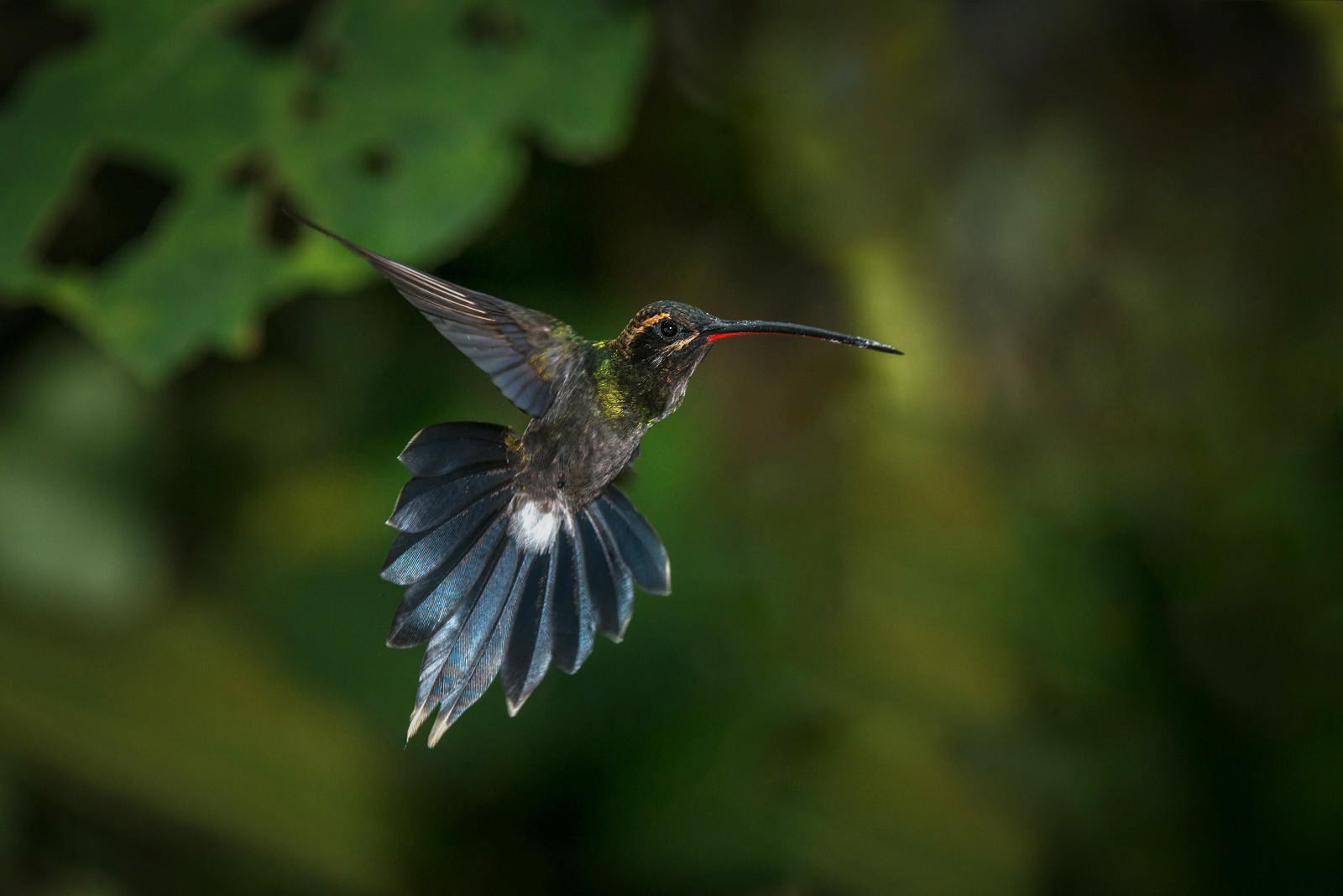 White-Whiskered Hermit, Masphi Cloud Forest, Ecuador