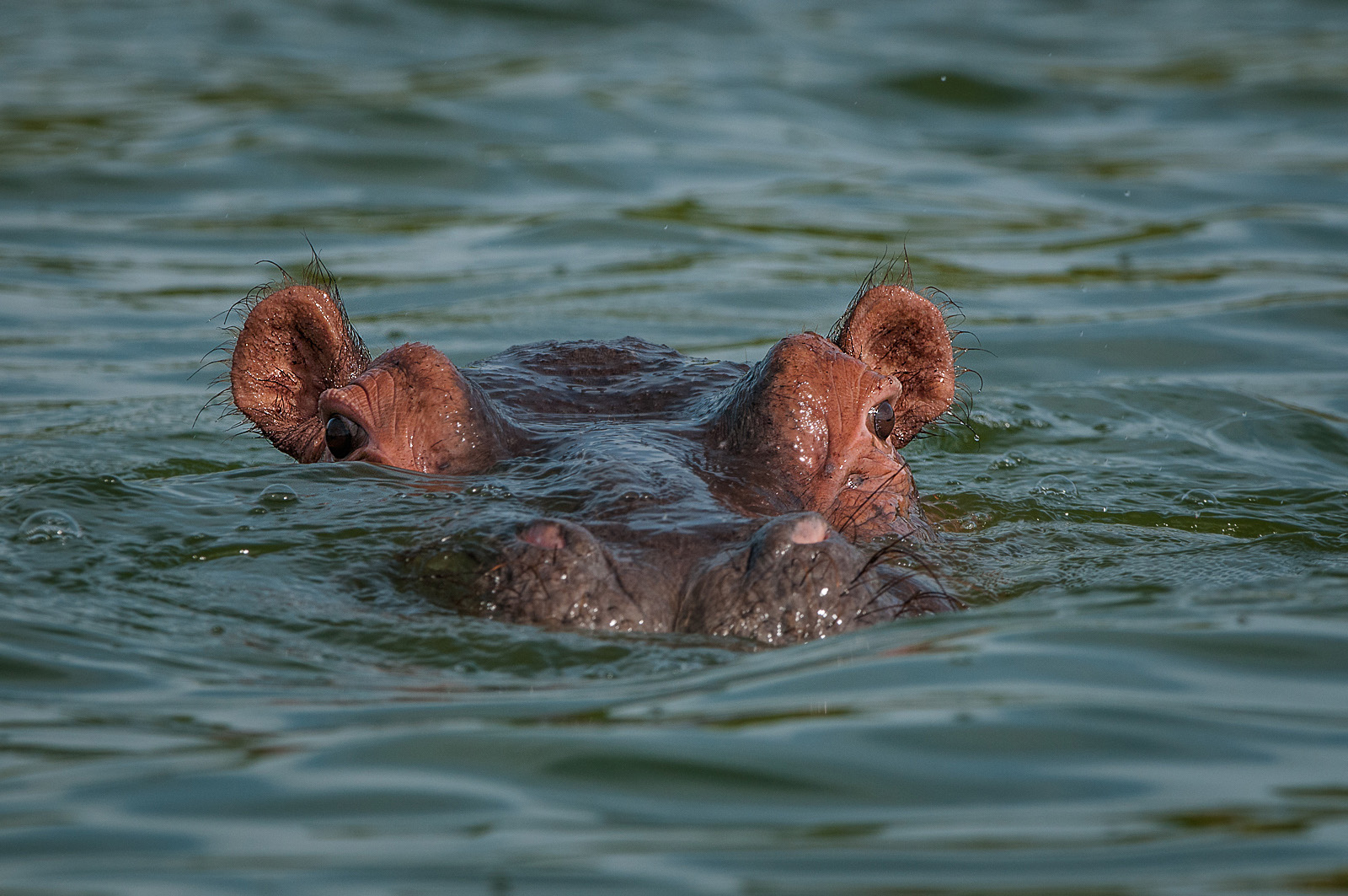Hippopotamus, Queen Elizabeth National Park, Uganda