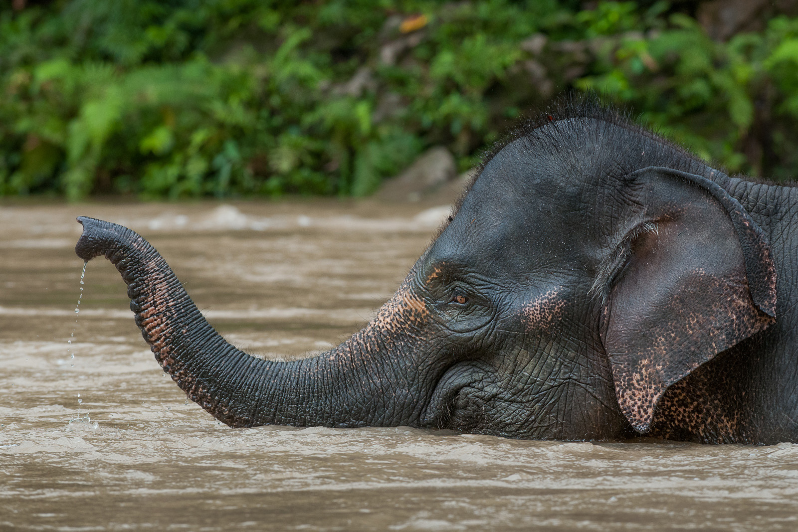 Asian Elephant, Tangkahan, Sumatra, Indonesia