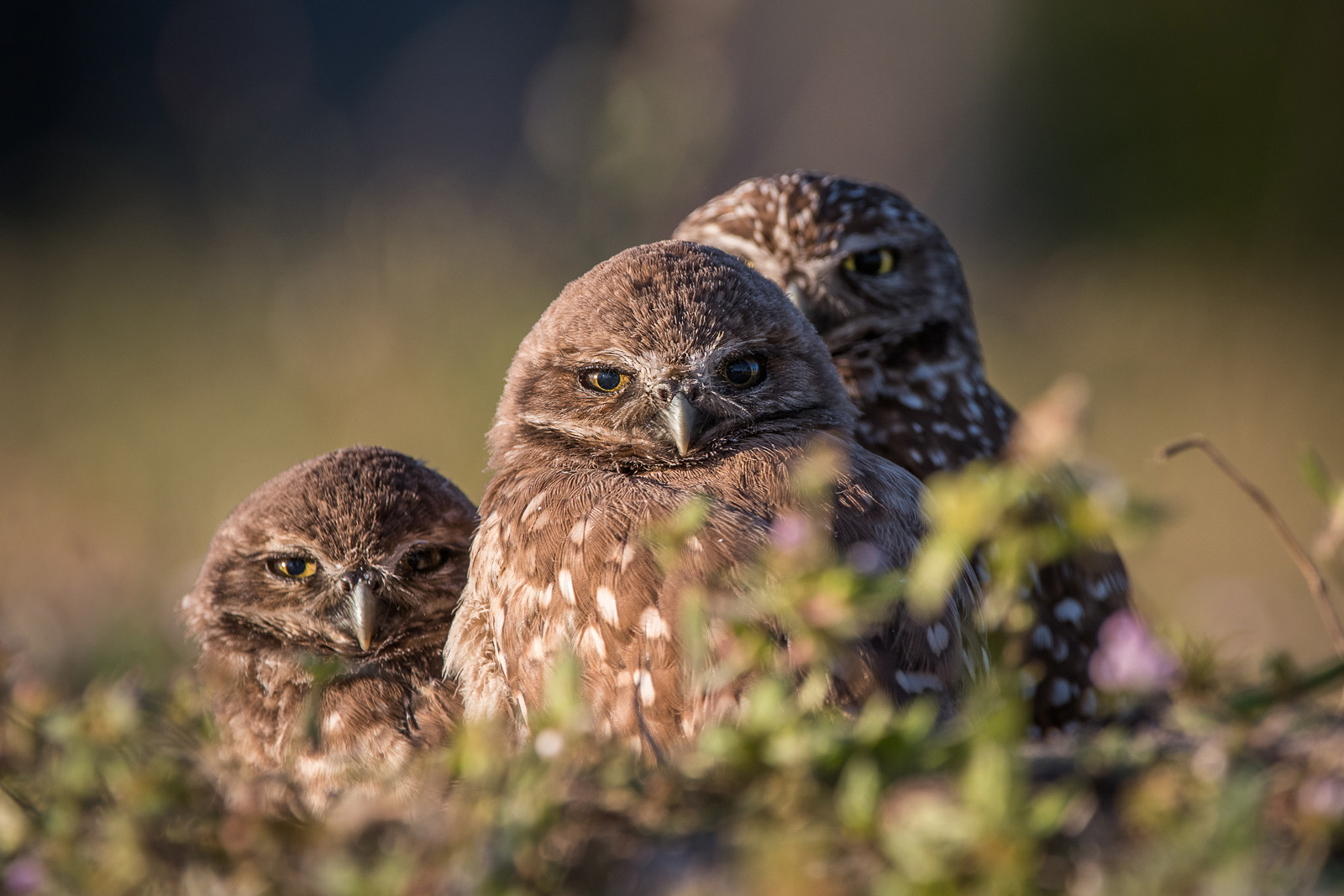 Burrowing Owls, Cape Coral, Florida