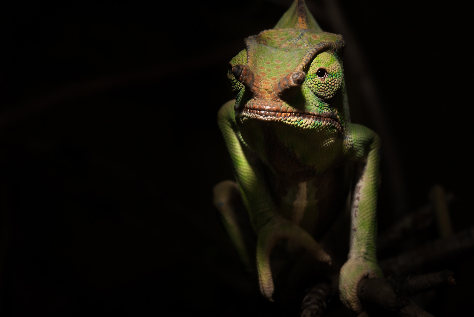 Parson's Chameleon, Madagascar