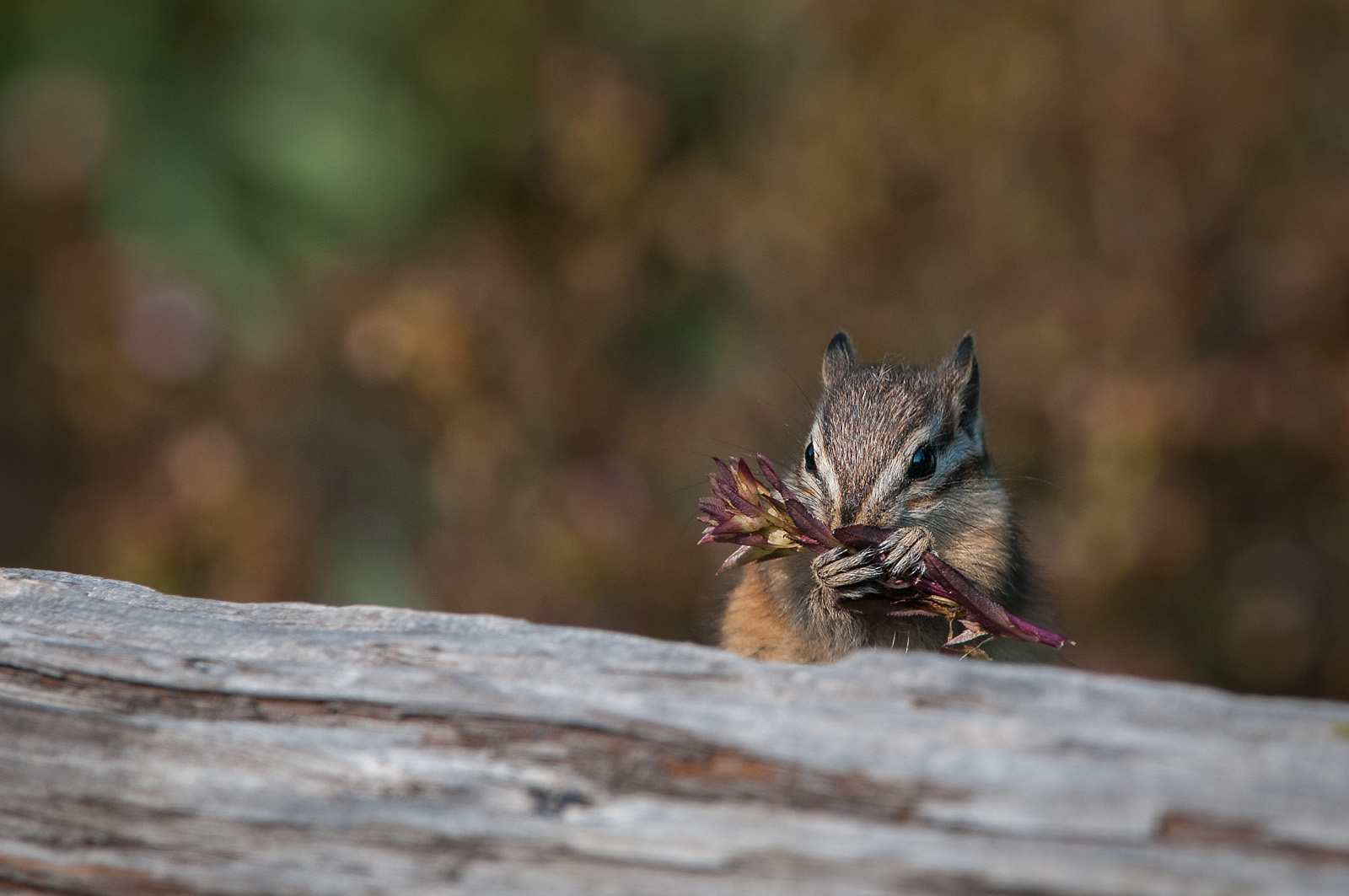Chipmunk, Olympic National Park, Washington