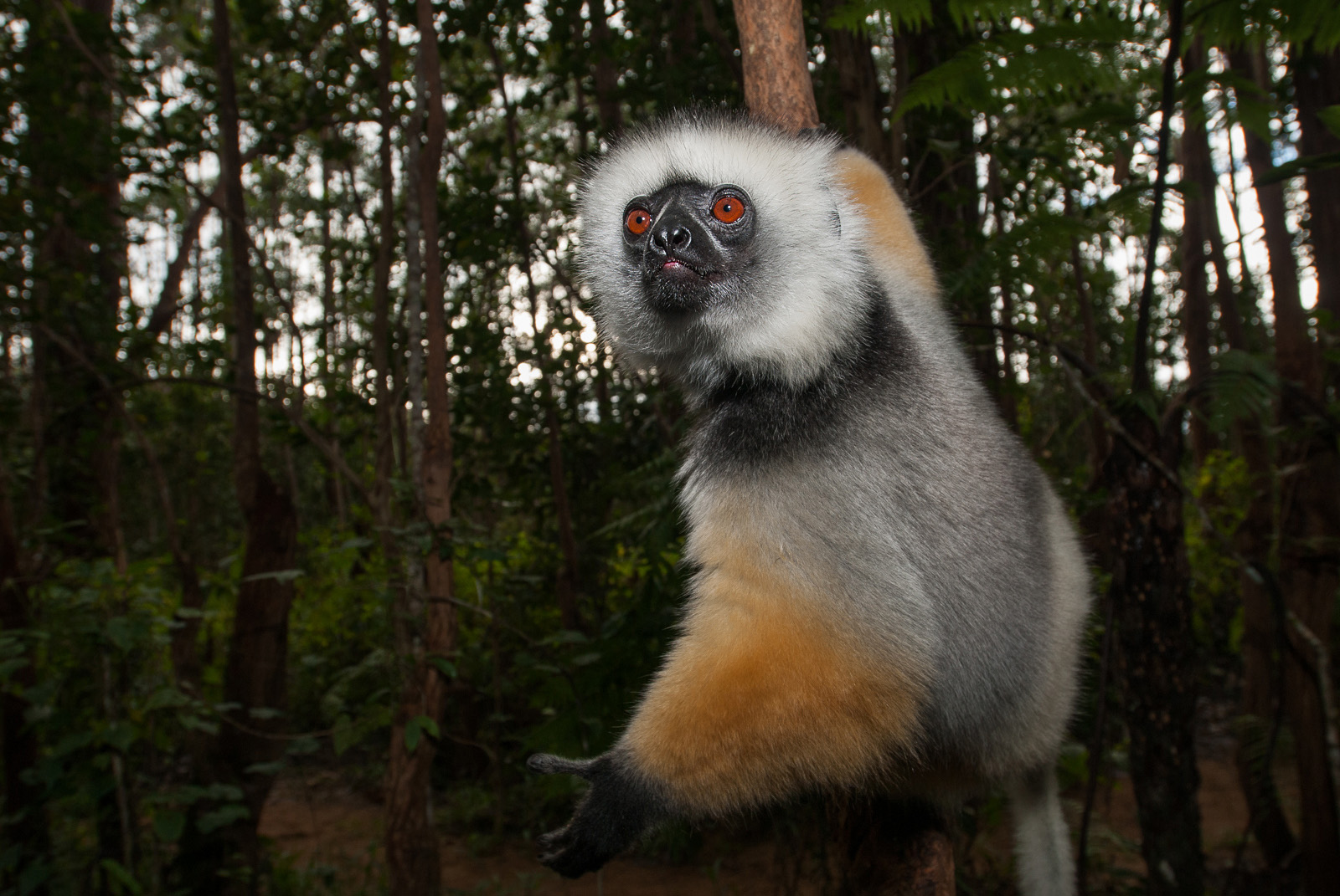 Diademed Sifaka, Perinet, Madagascar