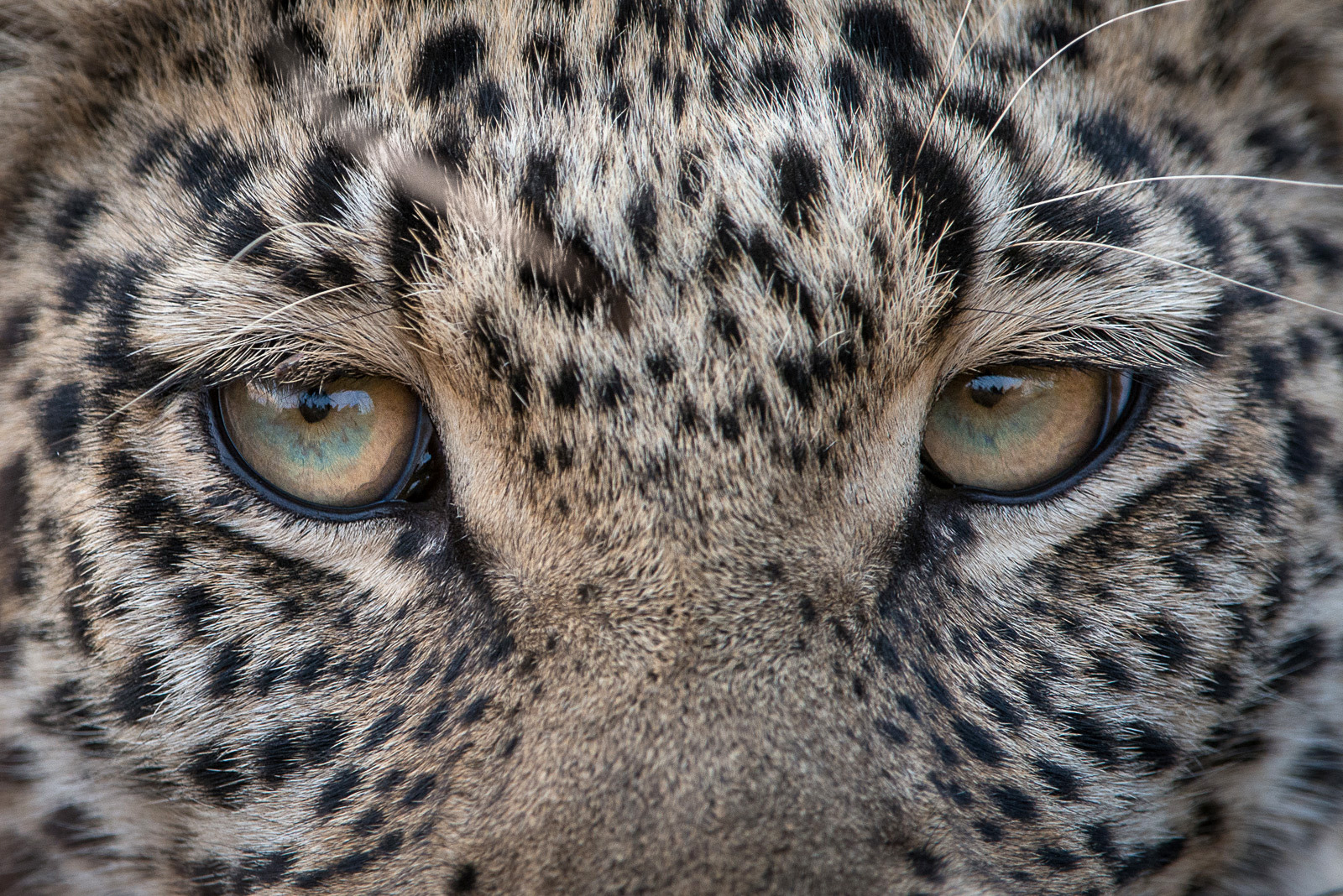 Leopard Eyes, Linyanti, Botswana