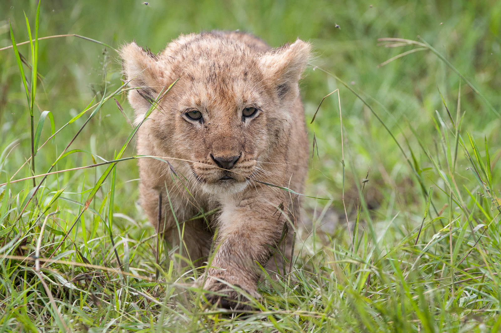 Lion Cub on the Prowl, Olare Orok, Masai Mara, Kenya