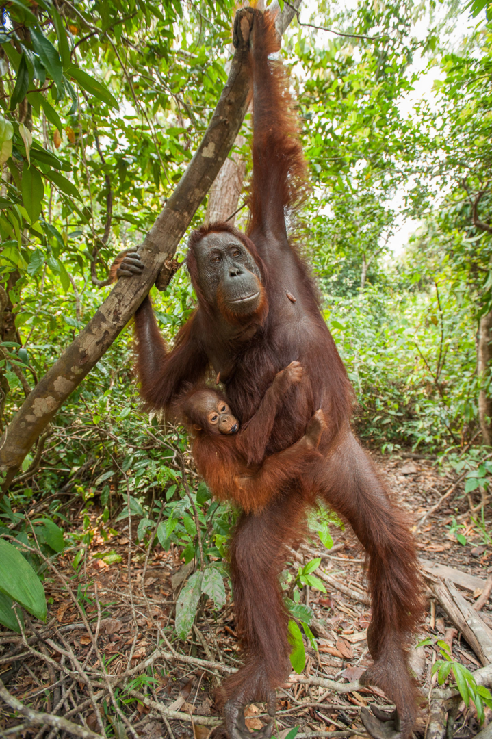 Orangutan Mother and Baby, Tanjung Puting National Park, Indonesia