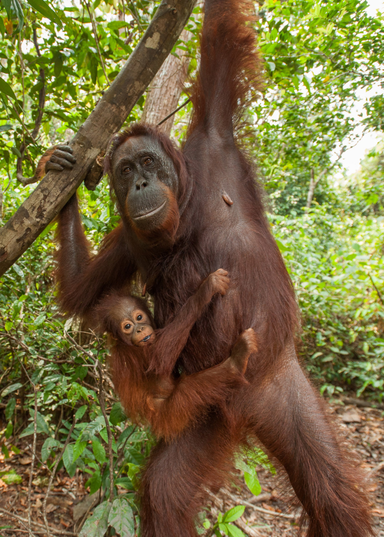 Orangutan Mother and Baby, Tanjung Puting National Park, Indonesia