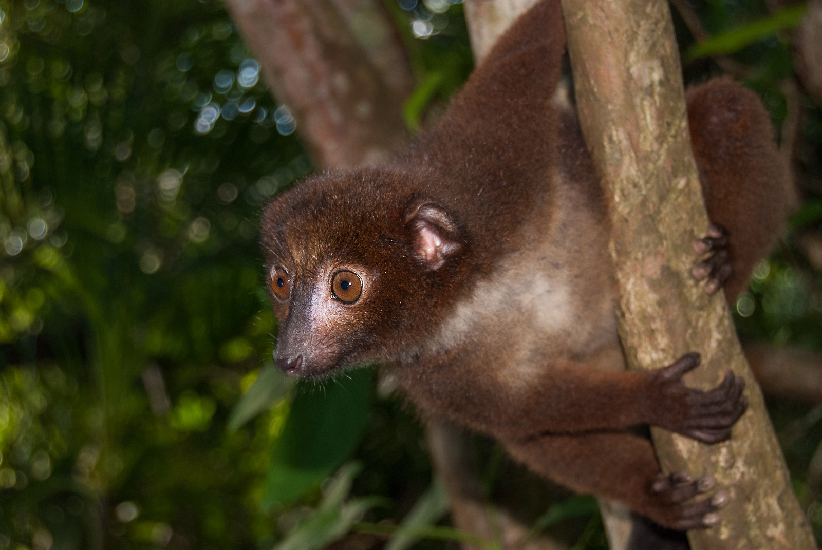 Red-Bellied Lemur, Tamatave, Madagascar