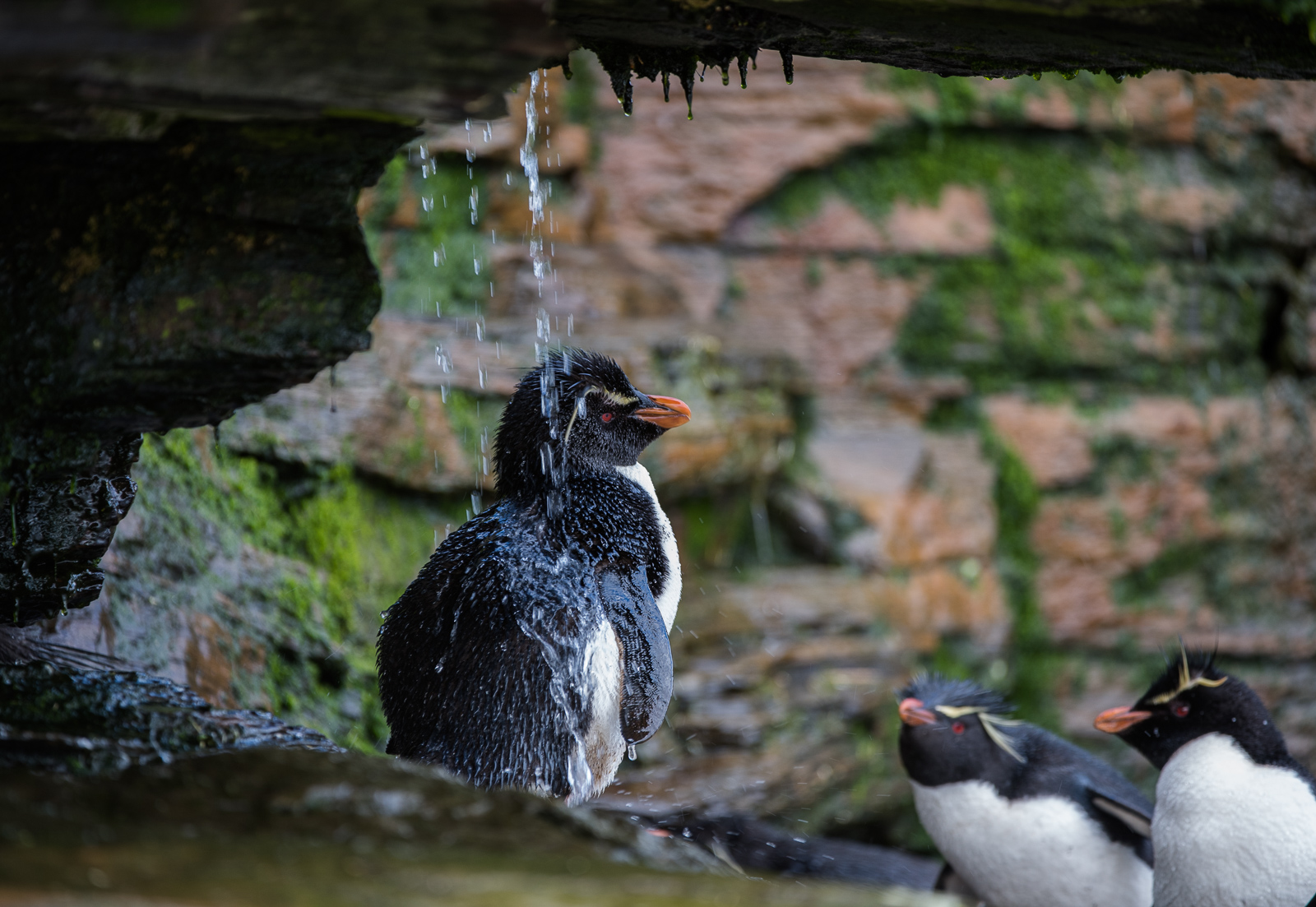 Rockhopper Shower, Saunders Island, Falkland Islands