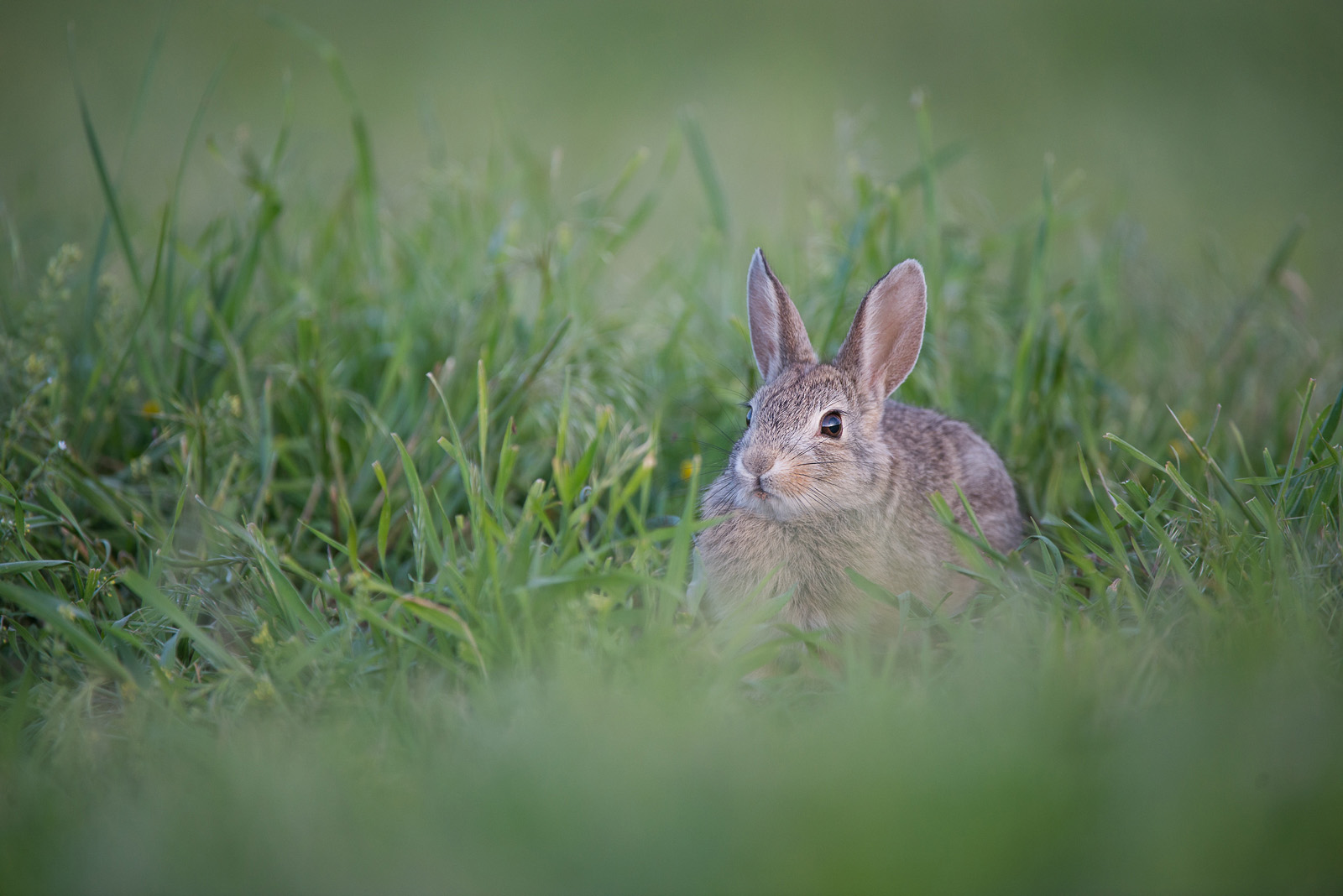 Cottontail, Wind Cave National Park, South Dakota