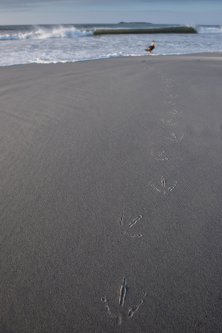 Falklands Steamer Duck, Sea Lion Island, Falkland Islands