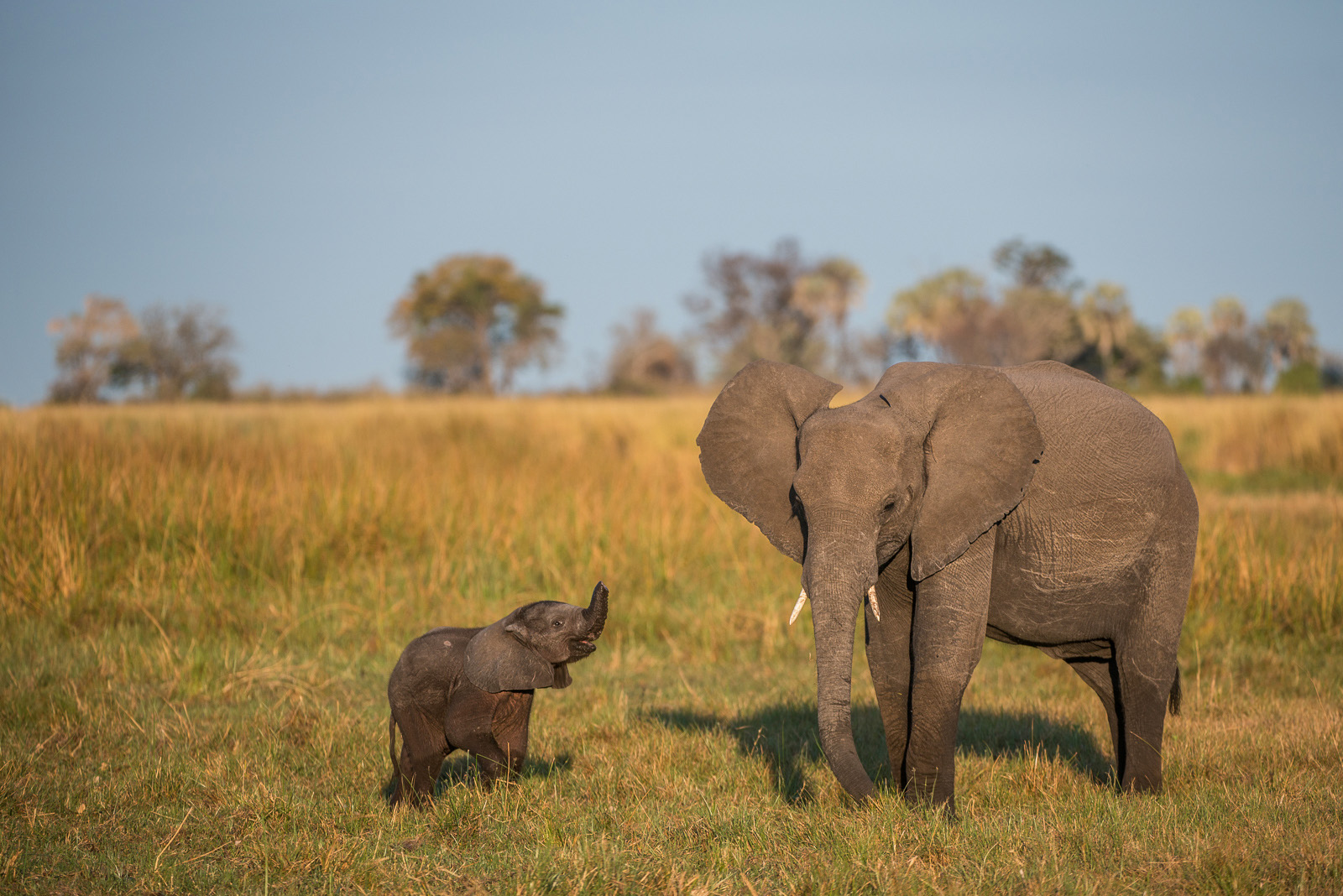 Elephants, Linyanti Concession, Botswana