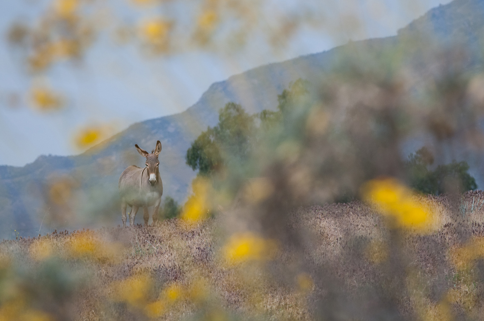 Wild Burro, Box Springs Canyon State Park, Moreno Valley, California
