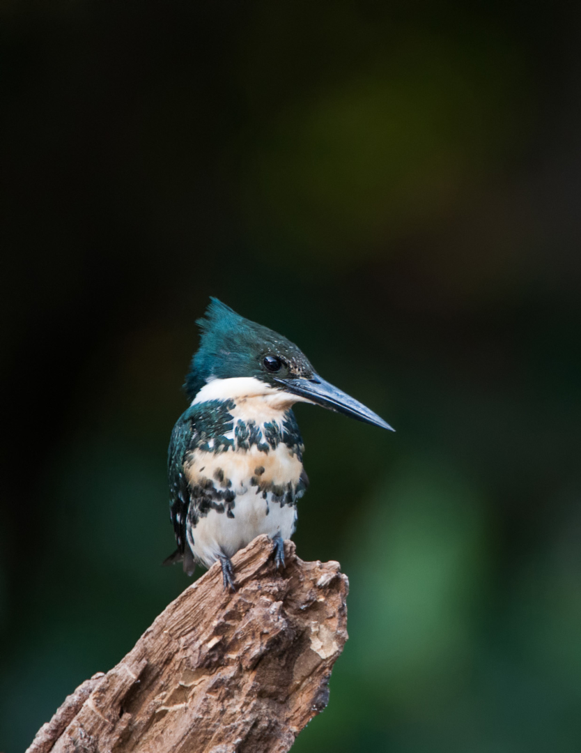 Amazon Kingfisher, Pantanal, Brazil