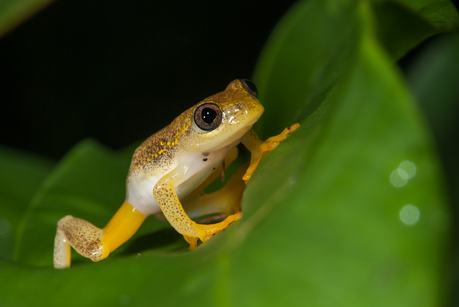 Heterixalus Betsileo, Perinet, Madagascar