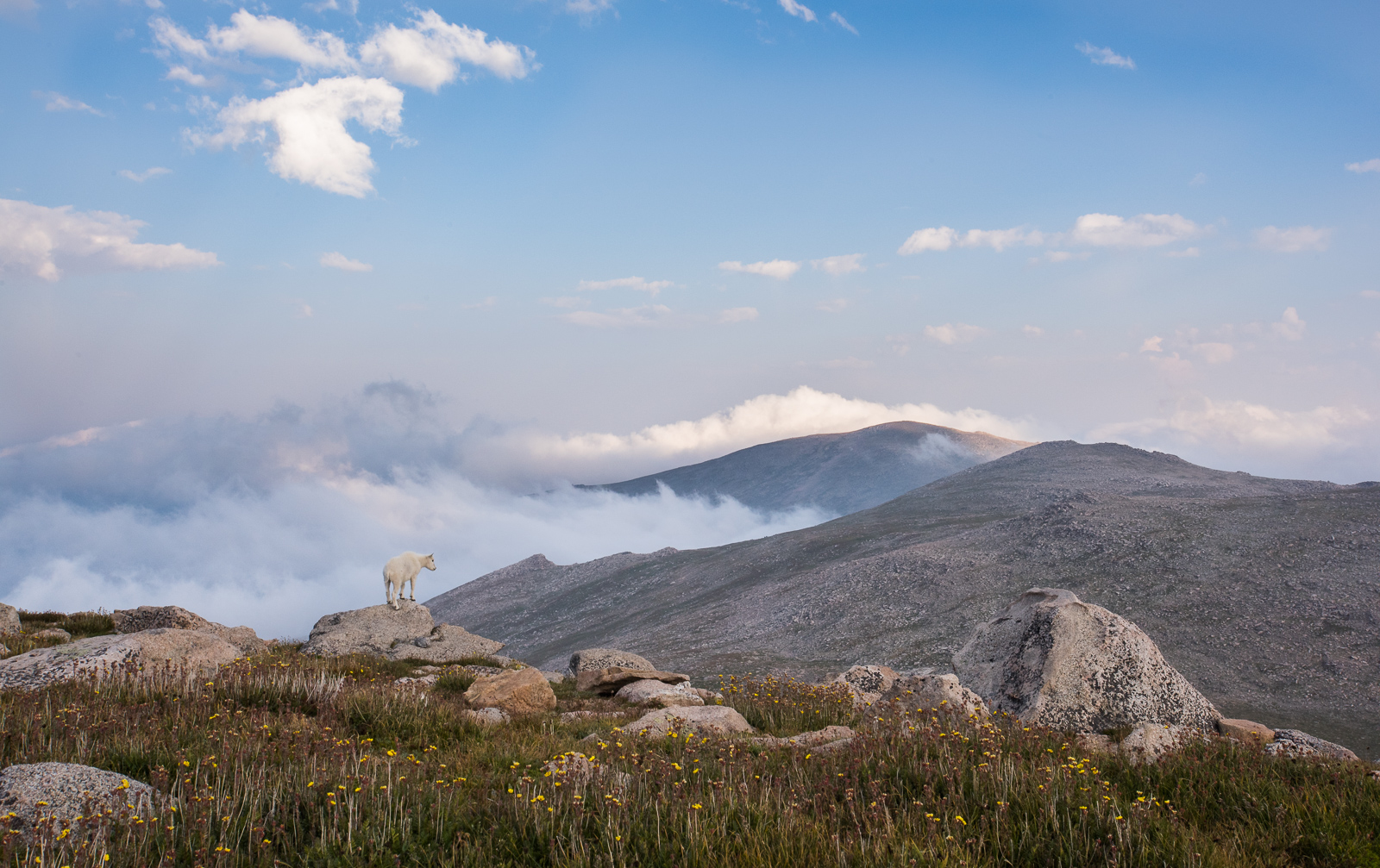 Mountain Goat, Mount Evans, Colorado