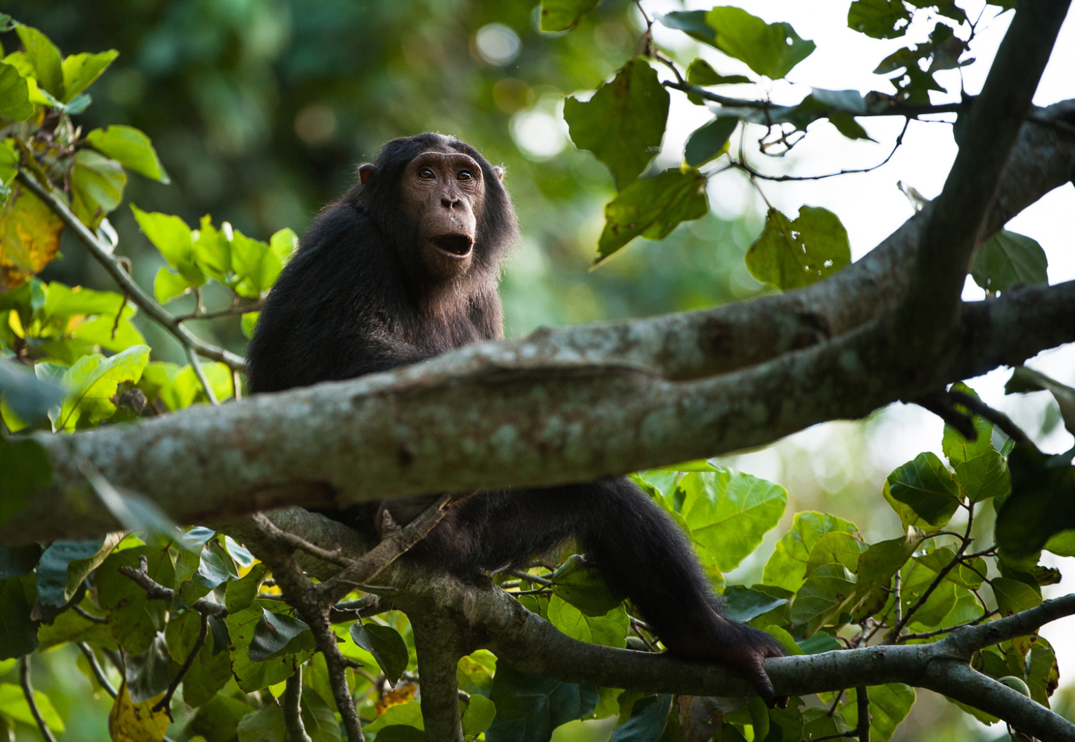 Chimpanzee, Queen Elizabeth National Park, Uganda