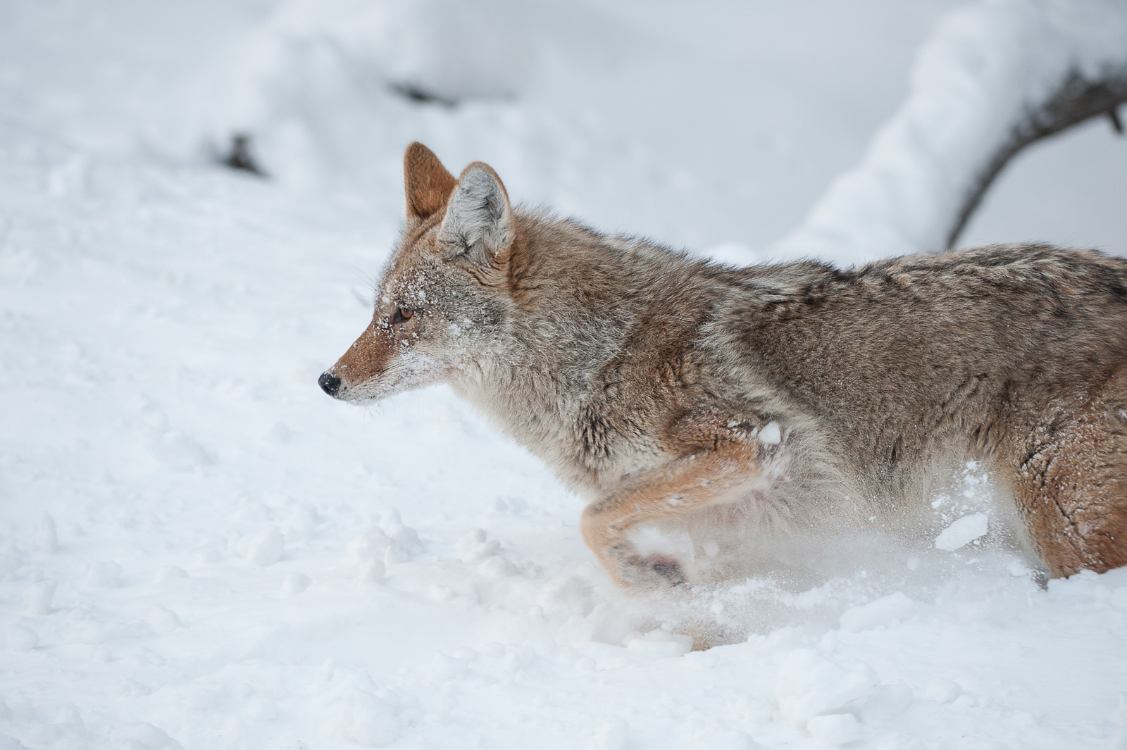 Coyote, Yellowstone National Park, Wyoming