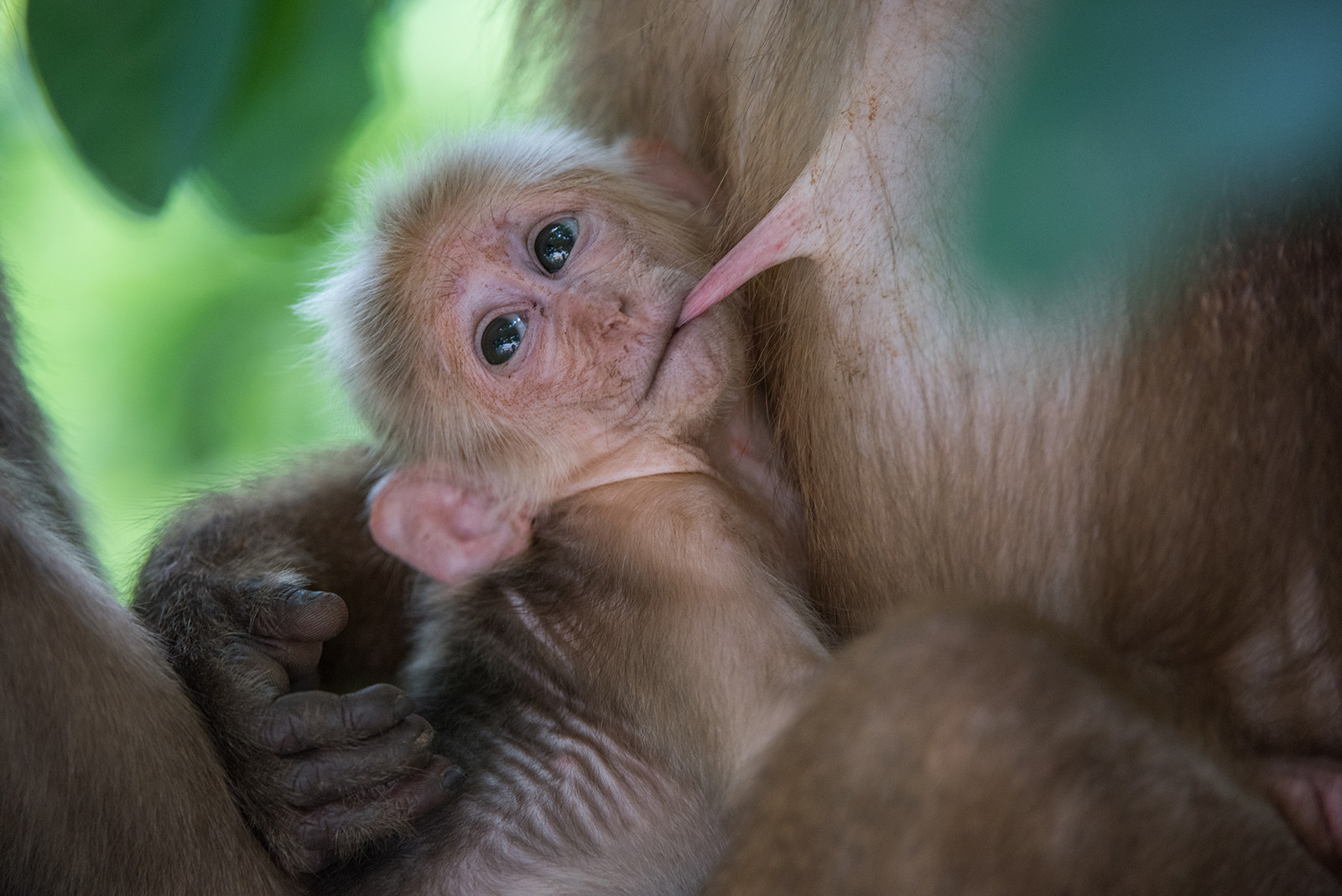 Nursing Stump-Tailed Macaque, Malay Peninsula, Thailand