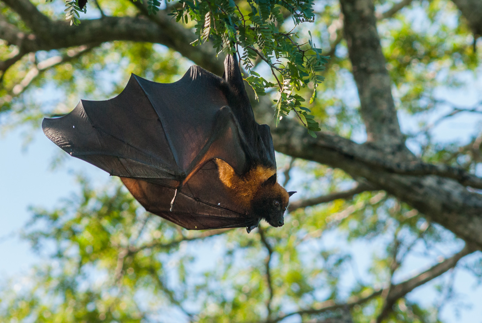 Madagascar Flying Fox, Berenty Reserve, Madagascar