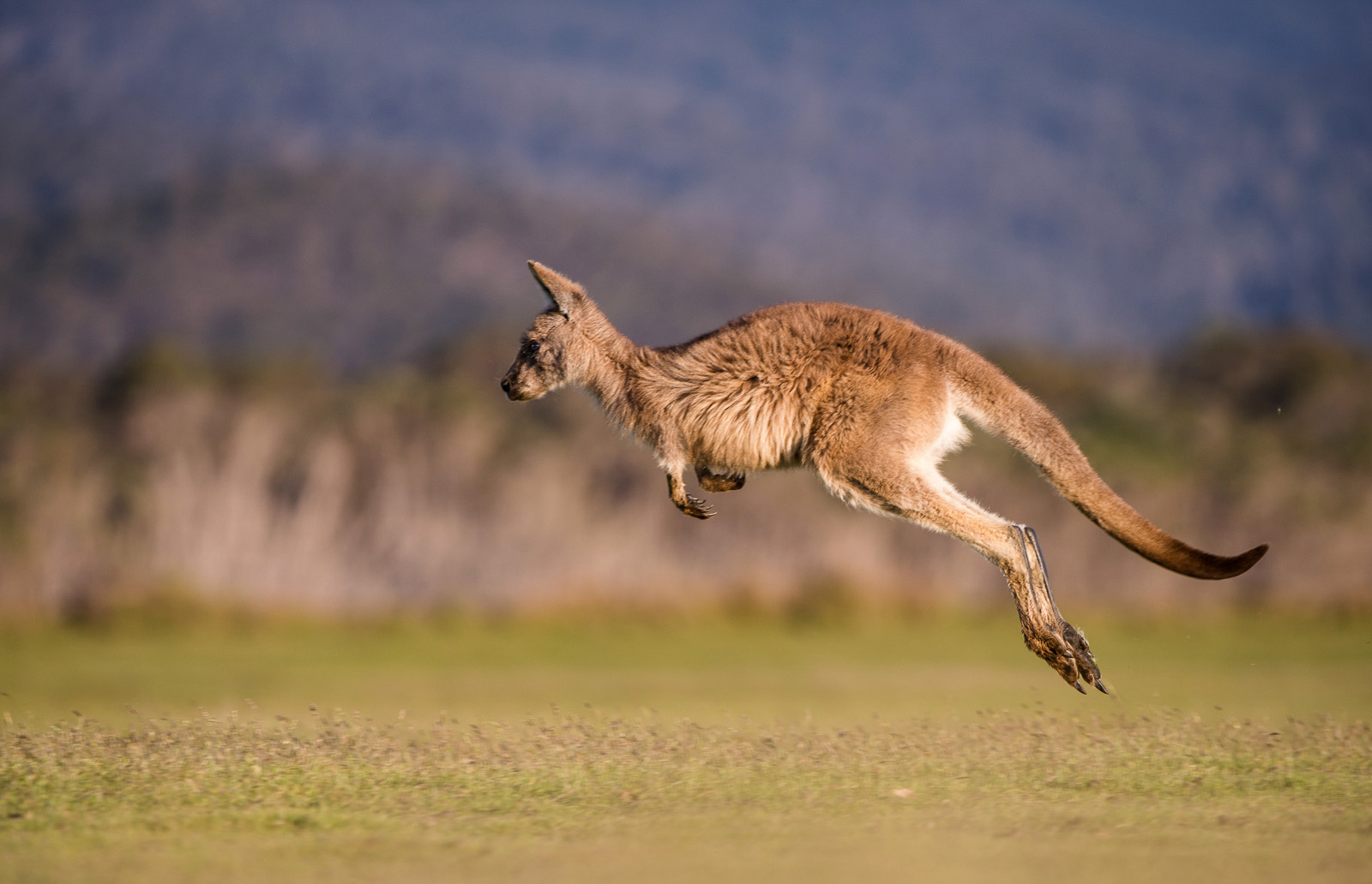 Forester Kangaroo, Narawantapu National Park, Tasmania, Australia