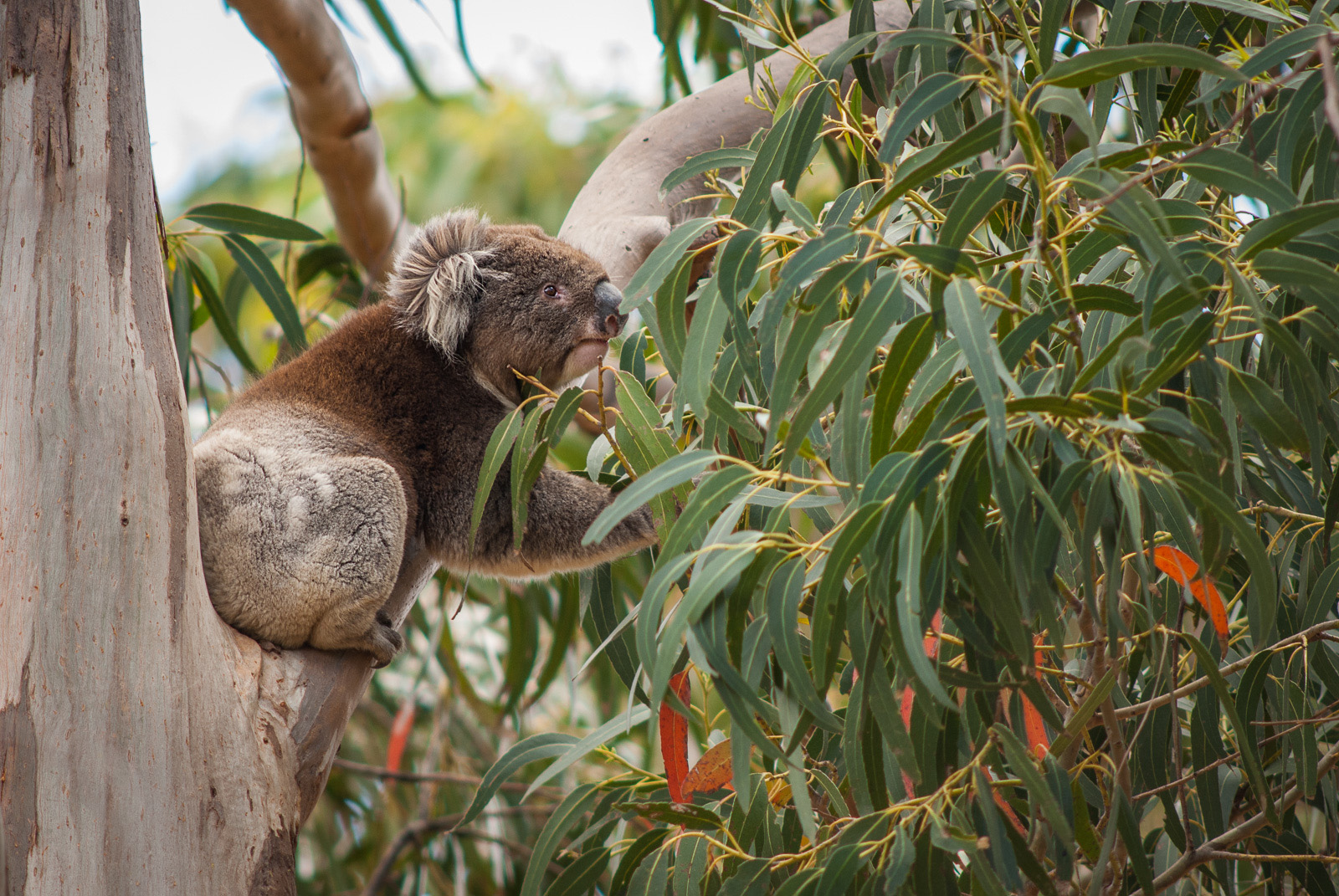 Koala, Hanson Bay, Kangaroo Island, South Australia