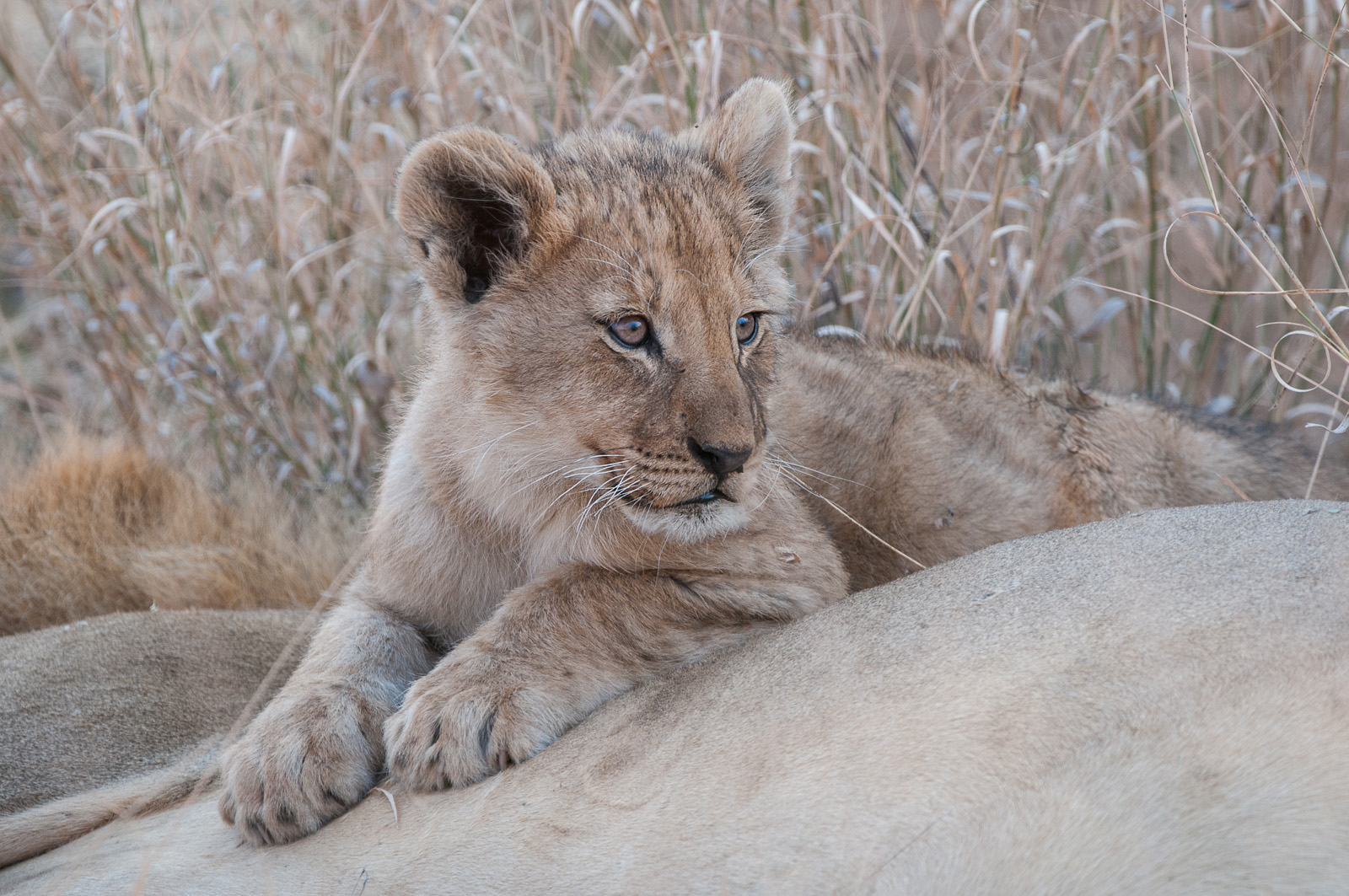 Lion Cub and Dad, Central Kalahari Game Reserve, Botswana