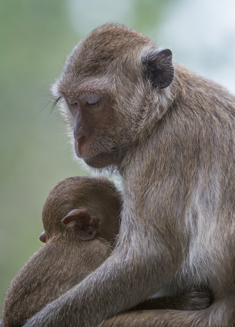 Long-Tailed Macaque, Malay Peninsula, Thailand