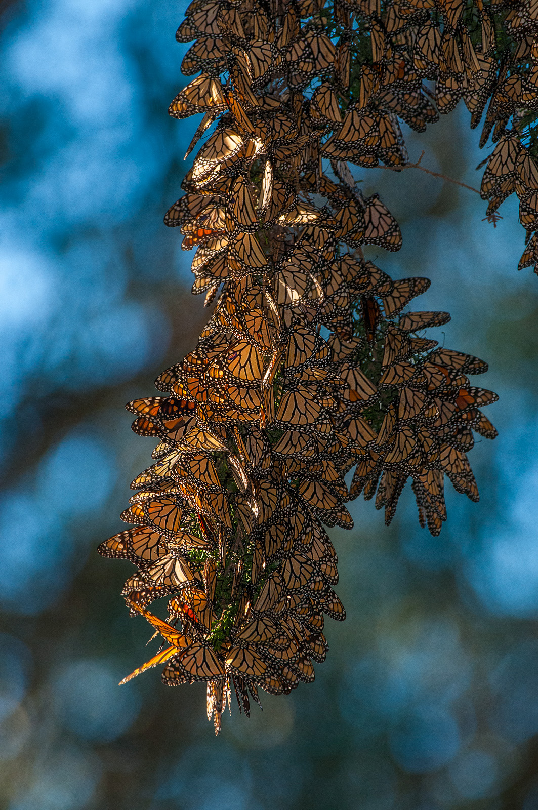 Monarch Butterflies, Pismo Beach, California